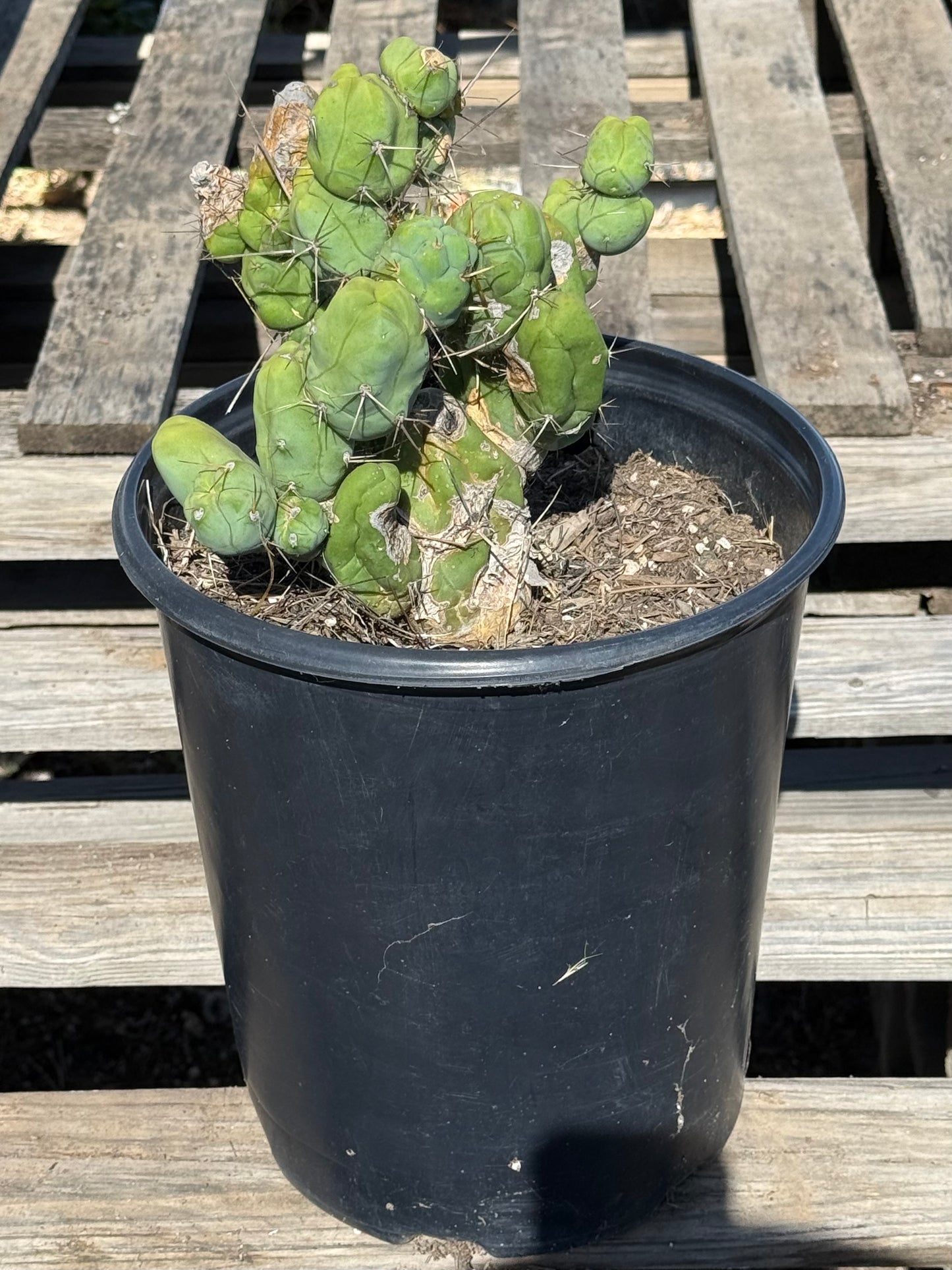 Monstrose Cactus S12