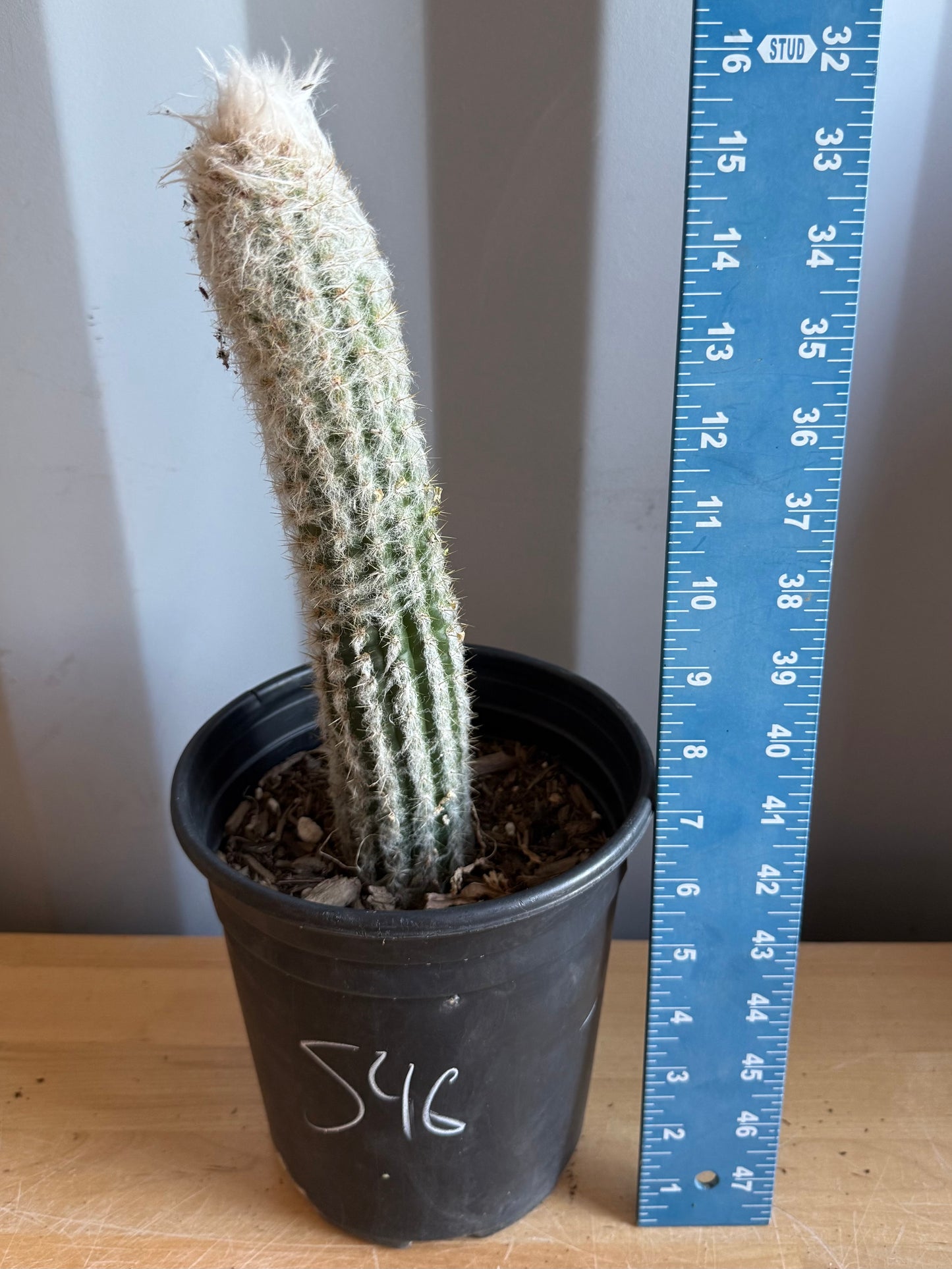 Old Man of the Andes | Oreocereus doelzianus S46