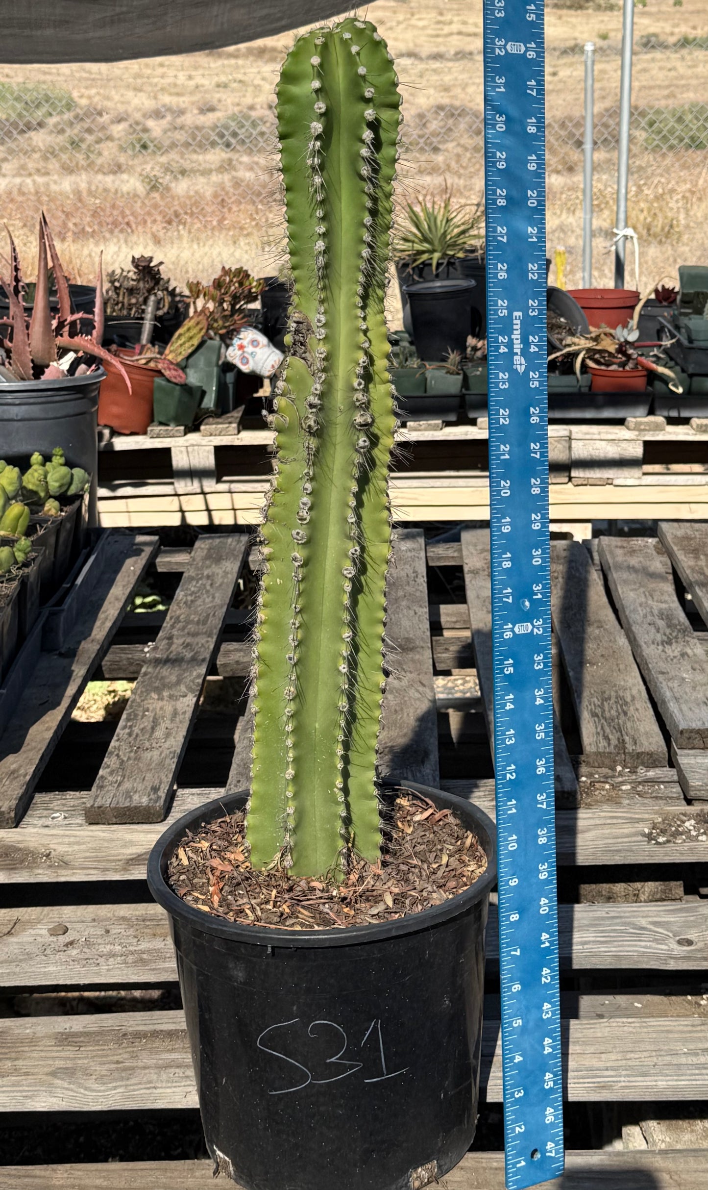 Neobuxbaumia euphorbioides S31 | Cephalocereus euphorbioides