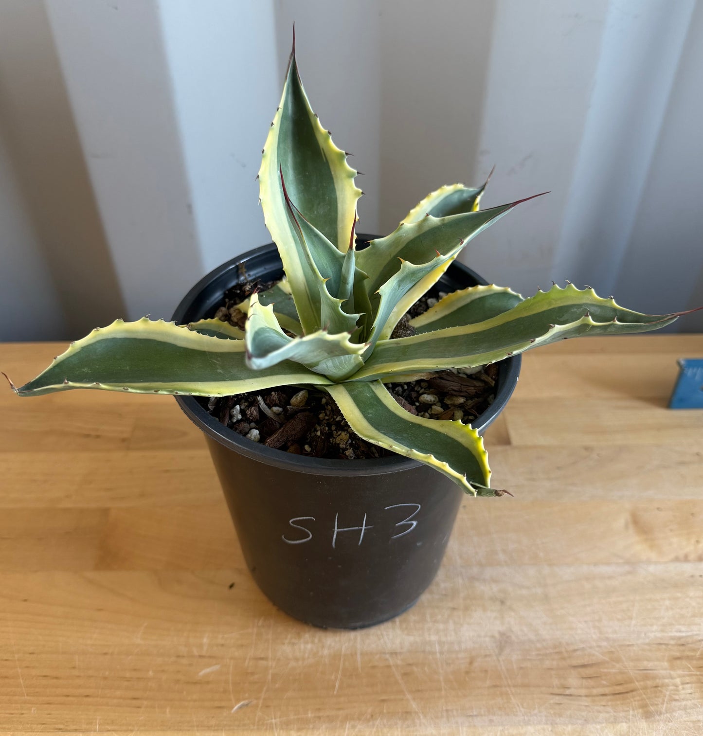 Orca Variegated Whale's Tongue Agave SH3 | Agave ovatifolia 'Orca' variegata
