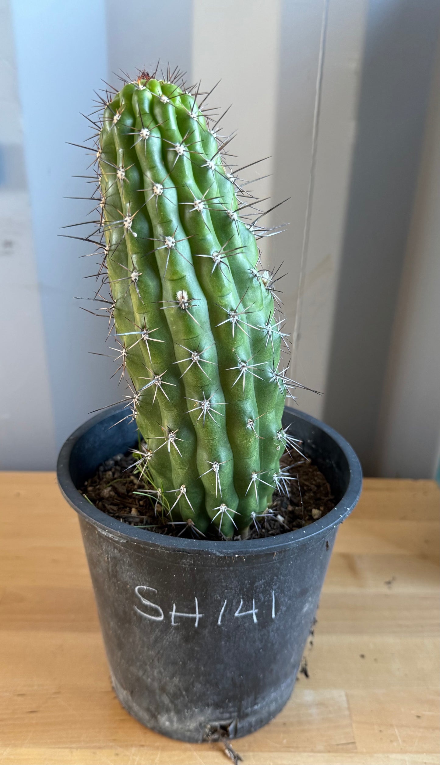 Trichocereus thelegonus SH141