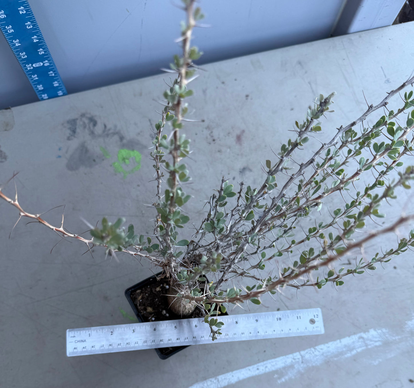 Boojum Tree SH187 | Fouquieria columnaris