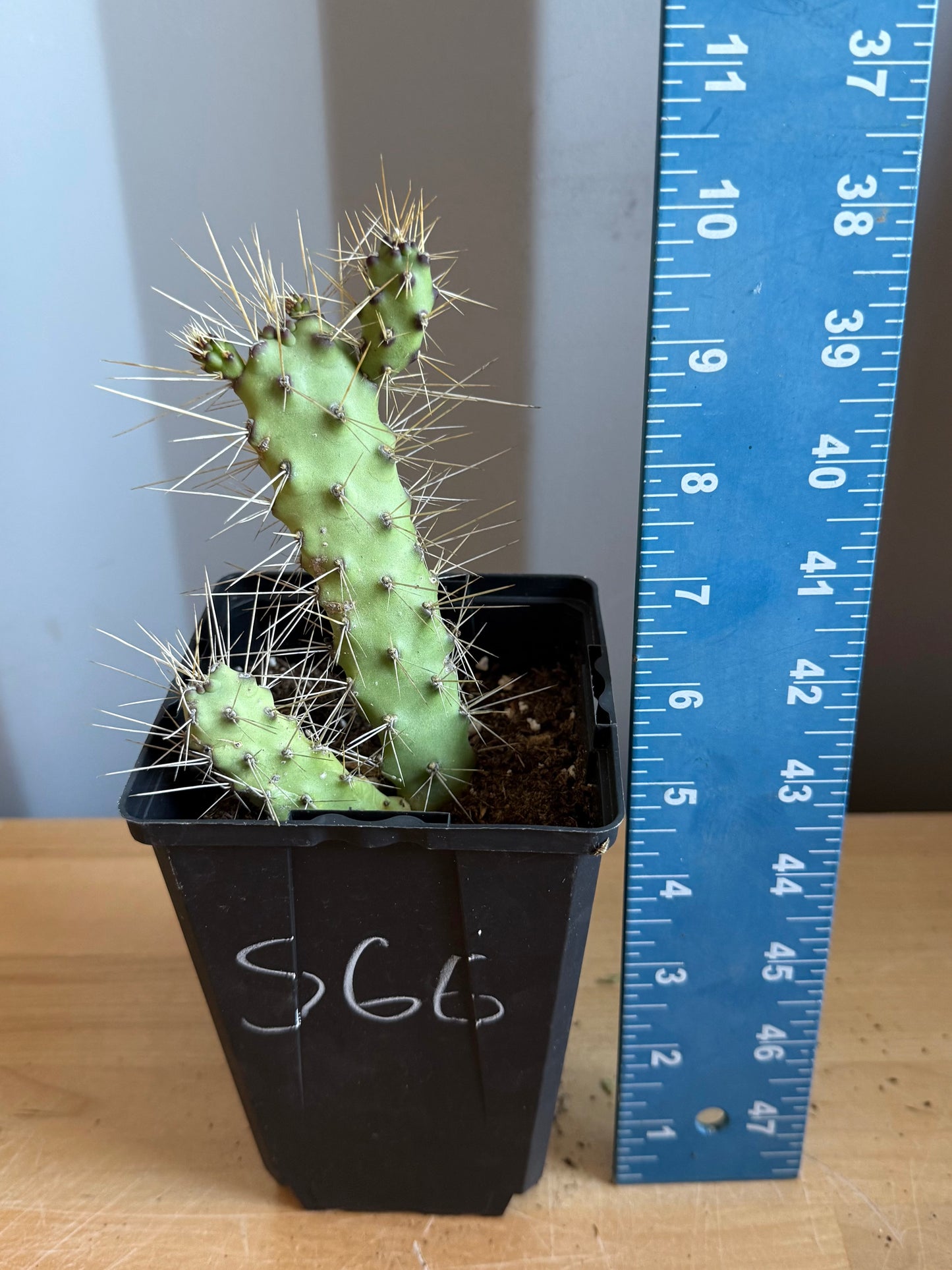 4-inch Opuntia Cactus S66