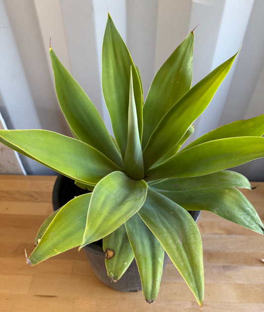 Foxtail Agave SH42 | Agave attenuata