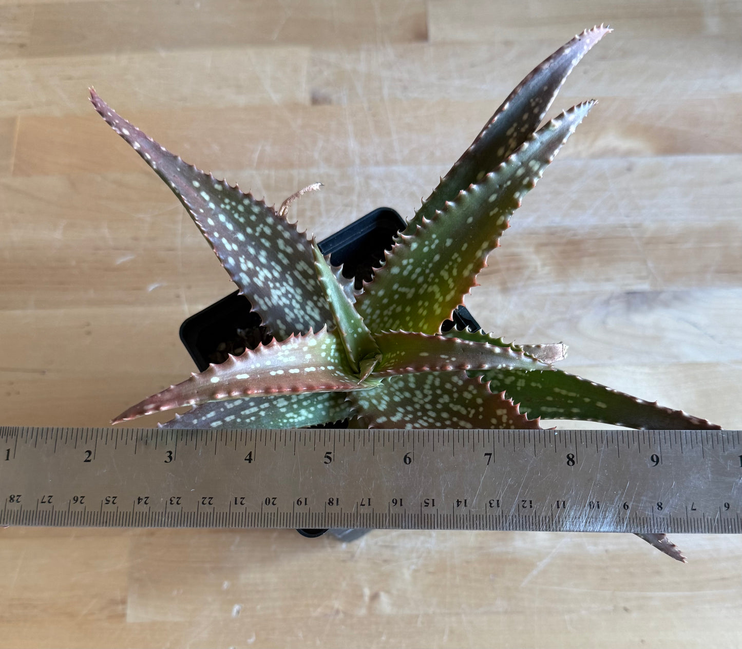 4-inch Aloe 'Cynthia Giddy' S63