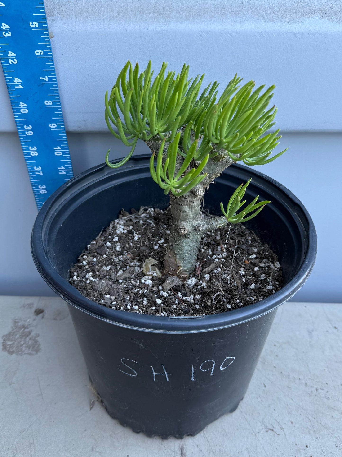 5gal Tylecodon dinteri SH190