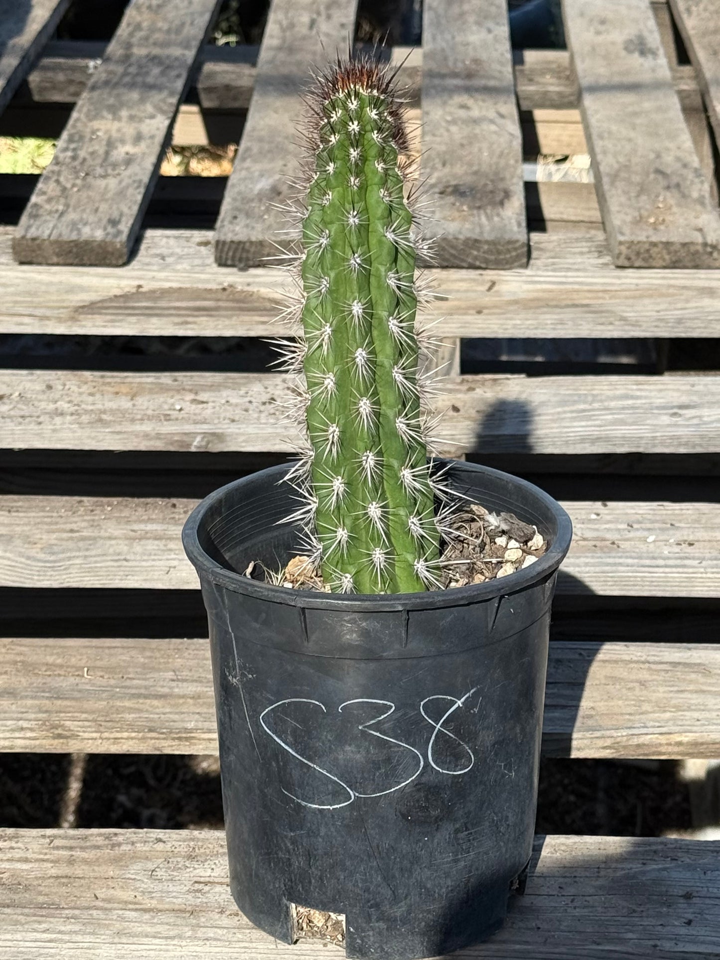 Cleistocactus fieldianus S38