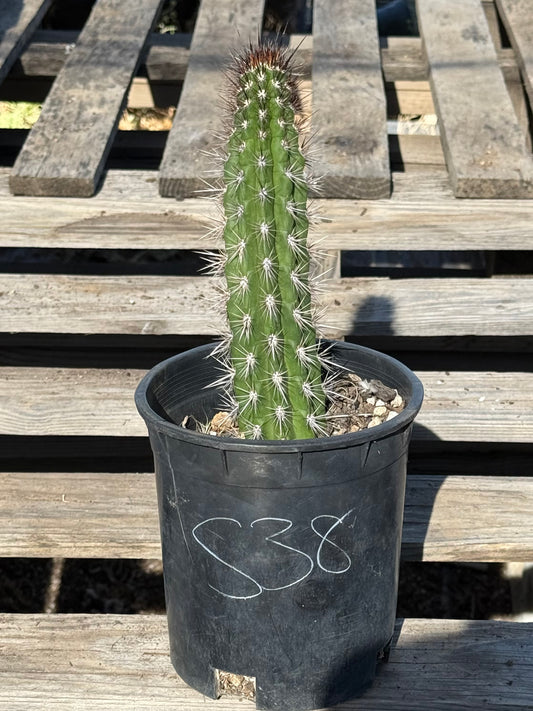 Cleistocactus fieldianus S38
