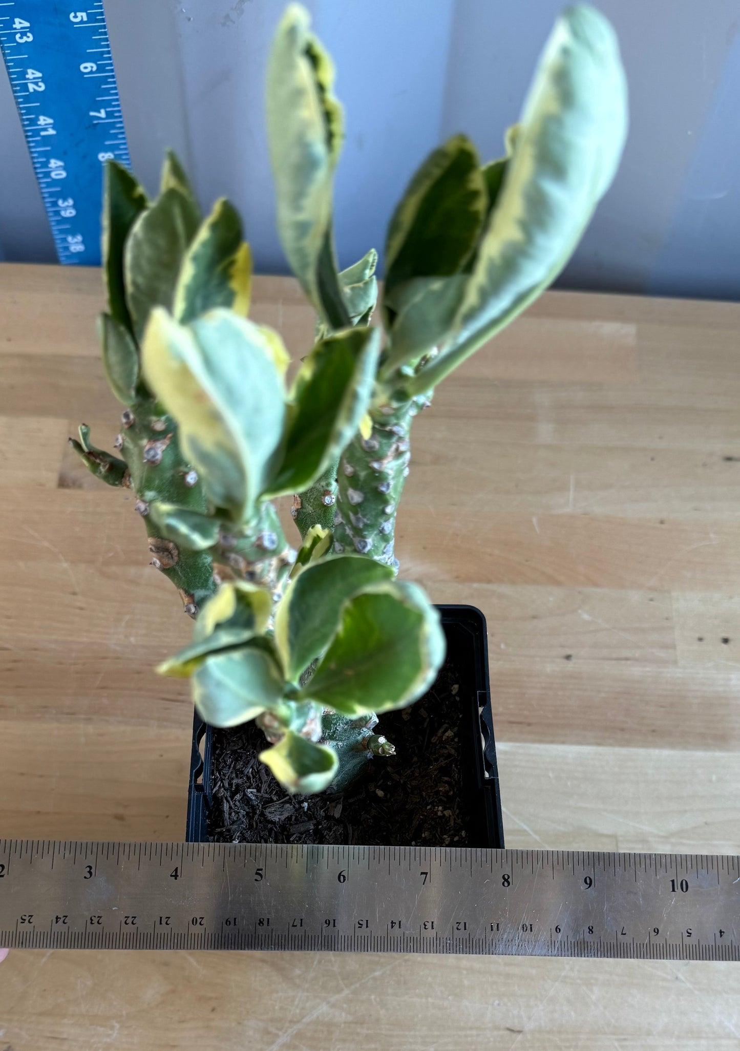 Euphorbia neriifolia variegata SH45 | Euphorbia Neriifolia Variegated