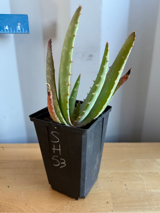 4-inch Aloe hybrid SH53 | Aloe marlothi x aloe striata