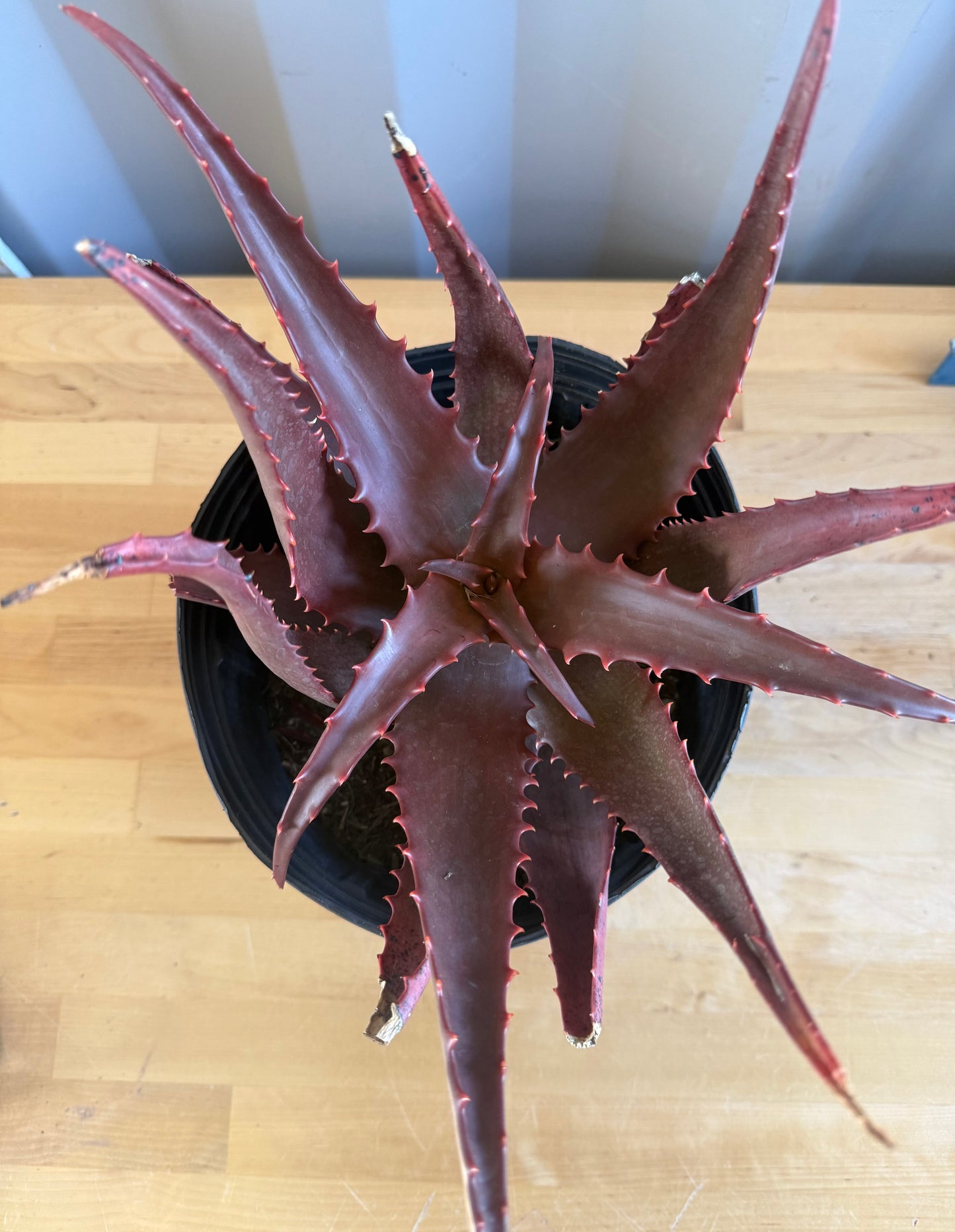 Aloe cameronii  x chabaudii Hybrid SH26
