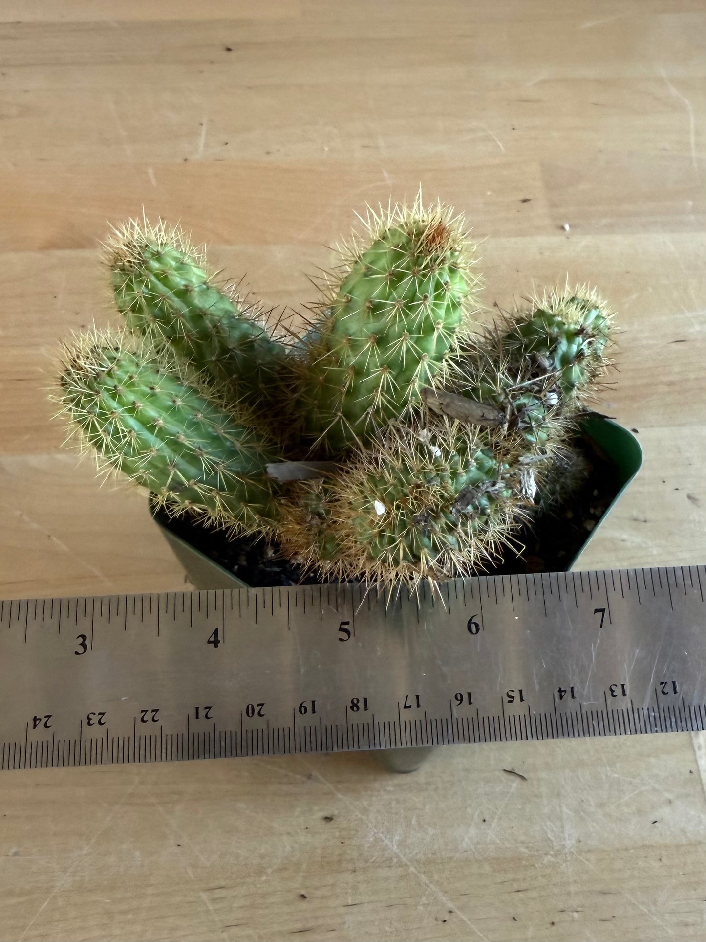 Crested Golden 'Rat Tail' Cactus | Cleistocactus winteri cristata SH83