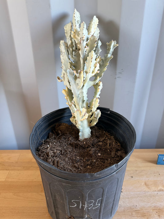 5gal ‘Dragon Bones’ | Euphorbia lactea variegata ‘White Ghost’ SH35