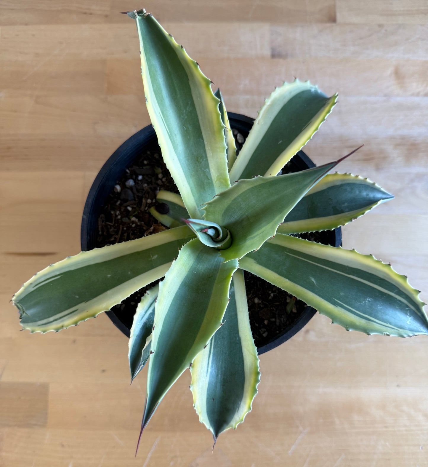 Orca Variegated Whale's Tongue Agave SH1 | Agave ovatifolia 'Orca' variegata