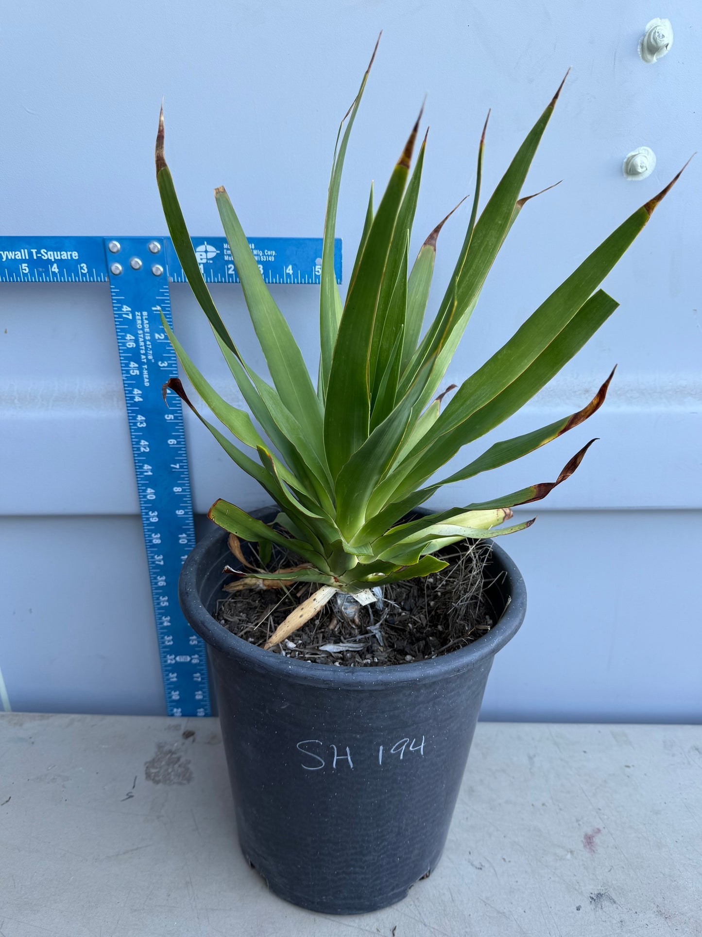 5 Gallon Dragon Tree SH194 | Dracaena draco