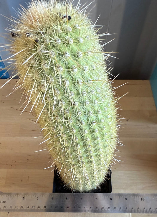 Weberbauerocereus winterianus SH145