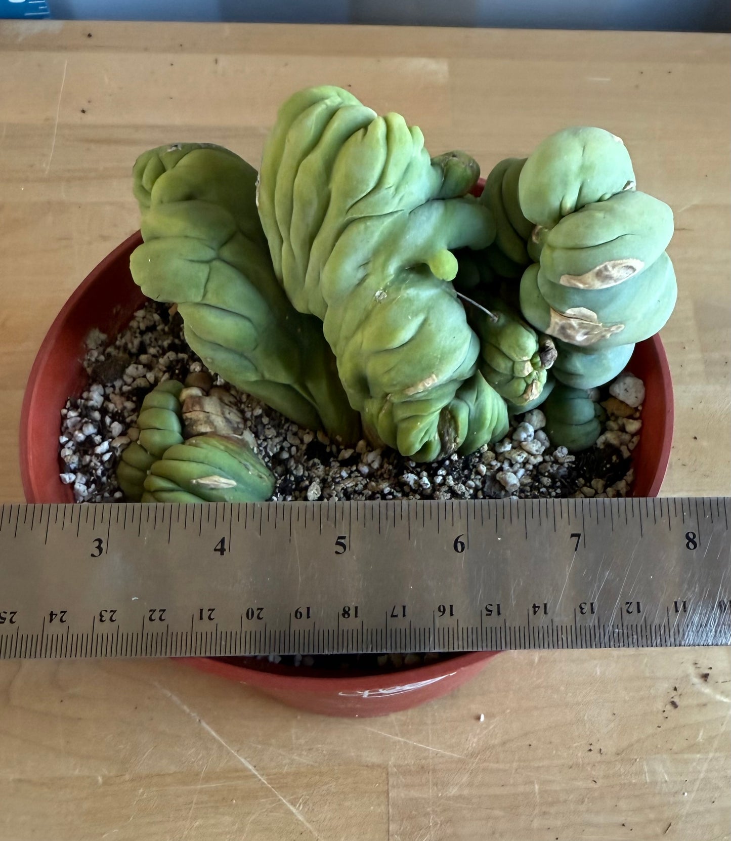 Crested Monstrose Cactus SH99