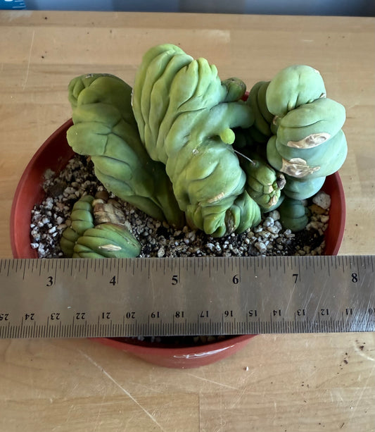 Crested Monstrose Cactus SH99