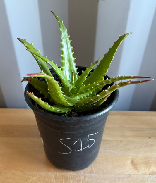 1gal Aloe dorotheae S15