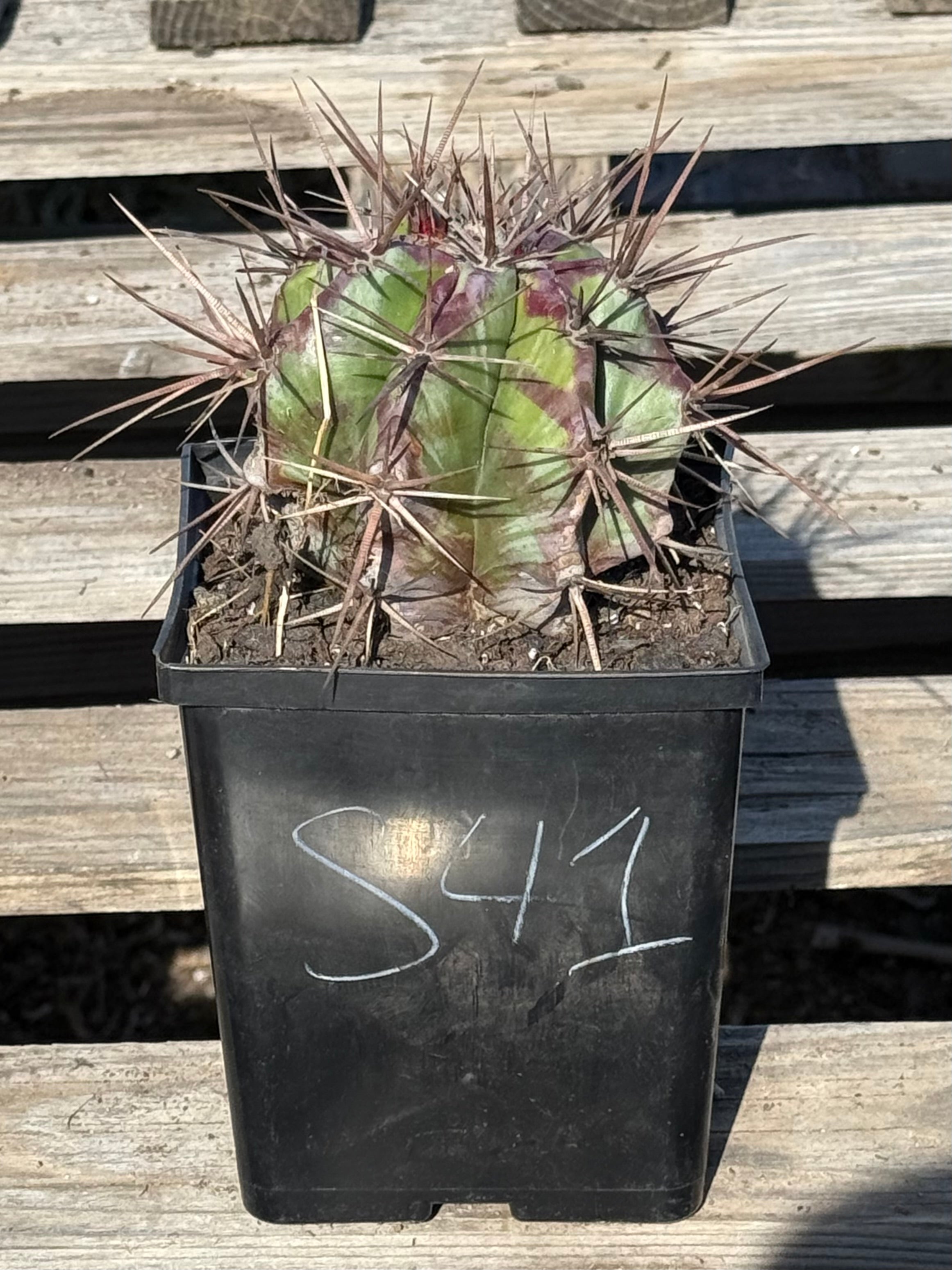 Echinocactus – Elektros Plants