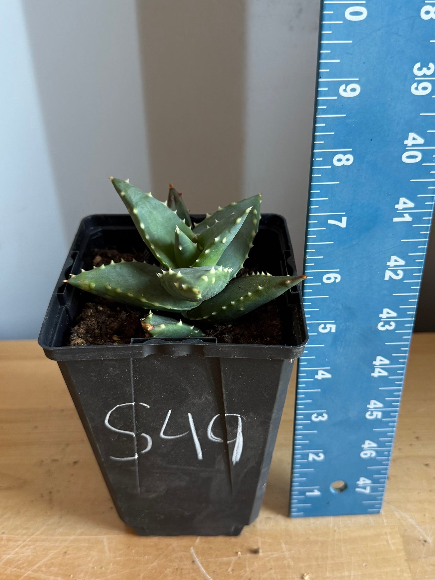 4-inch Aloe ‘Hellskloof Bells’ S49 | Aloe pearsonii x distans
