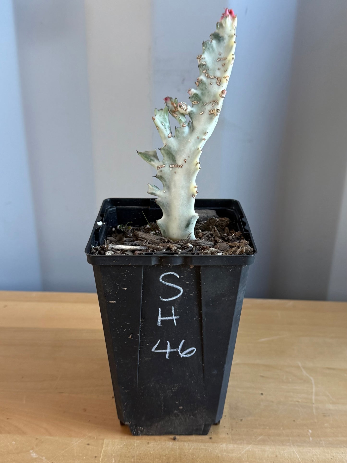 4-inch ‘Dragon Bones’ | Euphorbia lactea variegata ‘White Ghost’ SH46