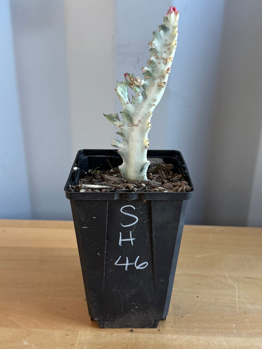4-inch ‘Dragon Bones’ | Euphorbia lactea variegata ‘White Ghost’ SH46