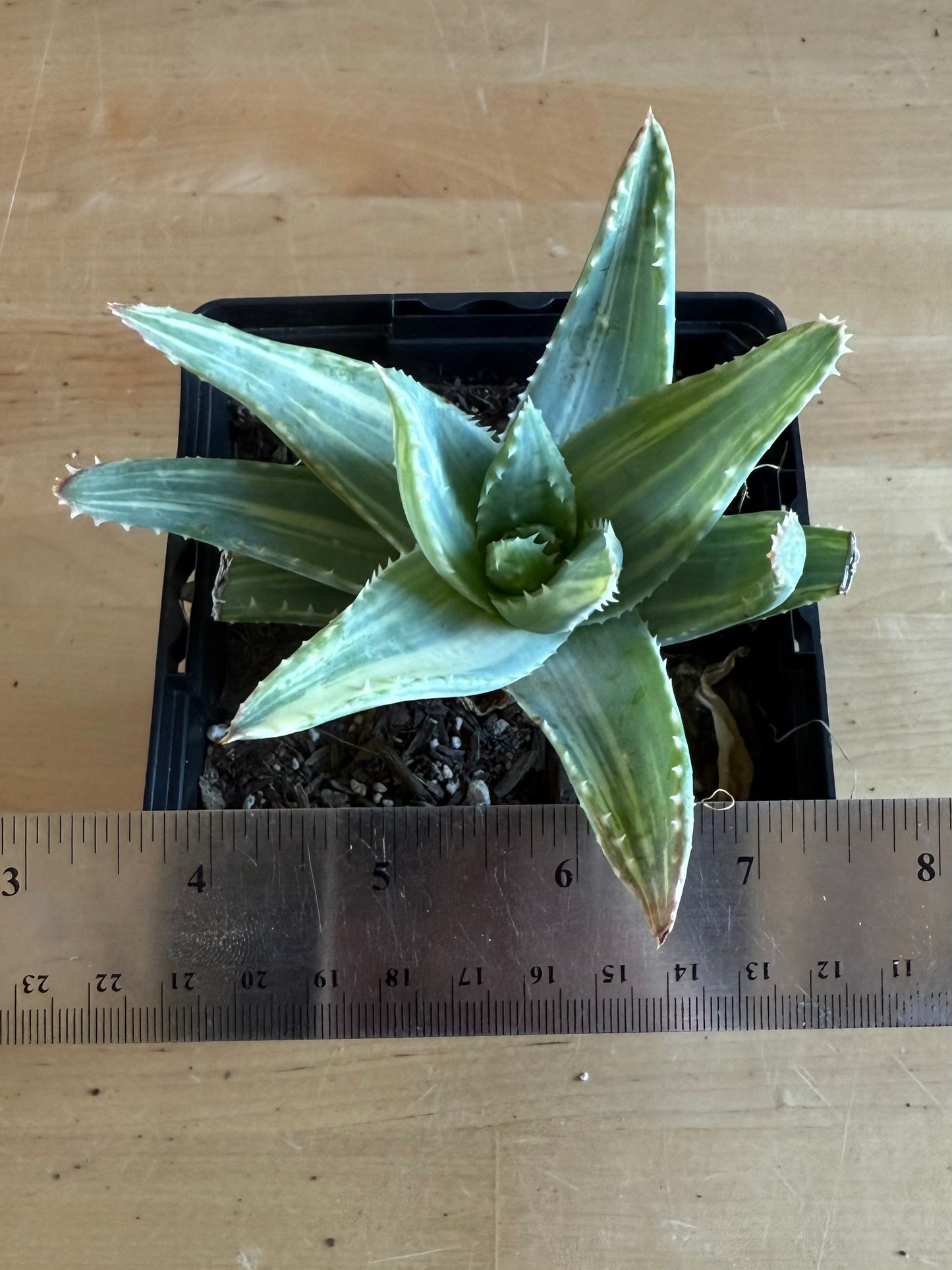 4-inch Variegated Aloe brevifolia SH60