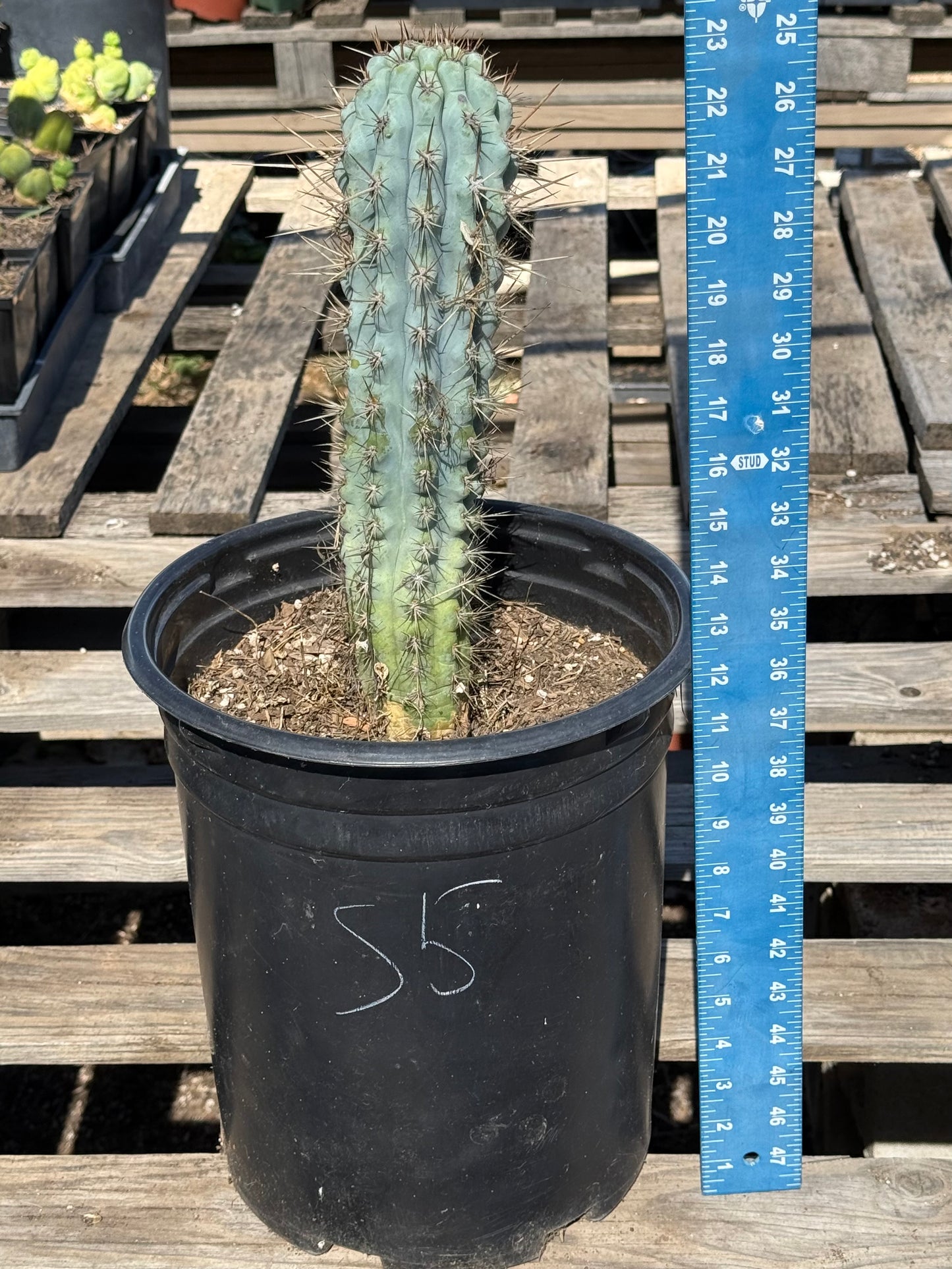 Browningia hertlingiana S5 | Blue Cereus