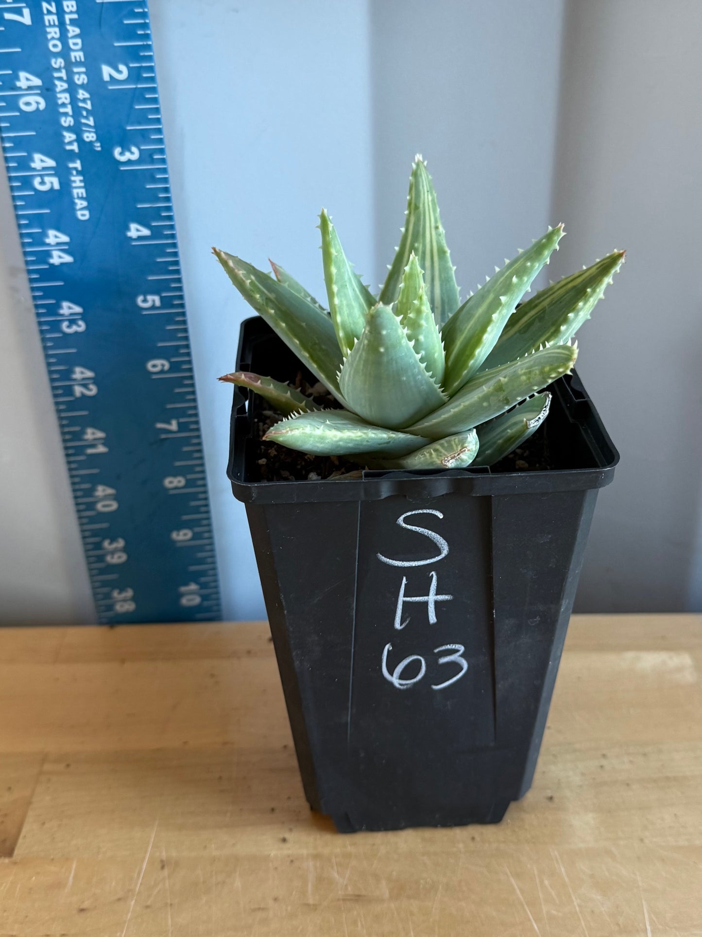 4-inch Variegated Aloe brevifolia SH63