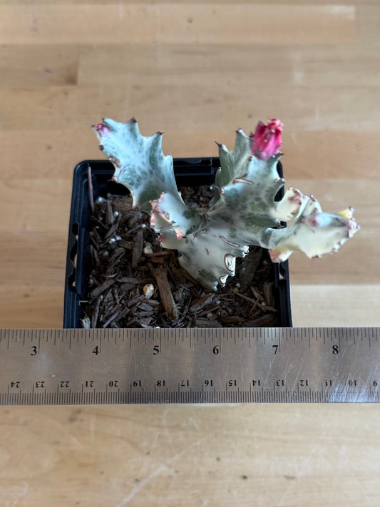 4-inch ‘Dragon Bones’ | Euphorbia lactea variegata ‘White Ghost’ SH50