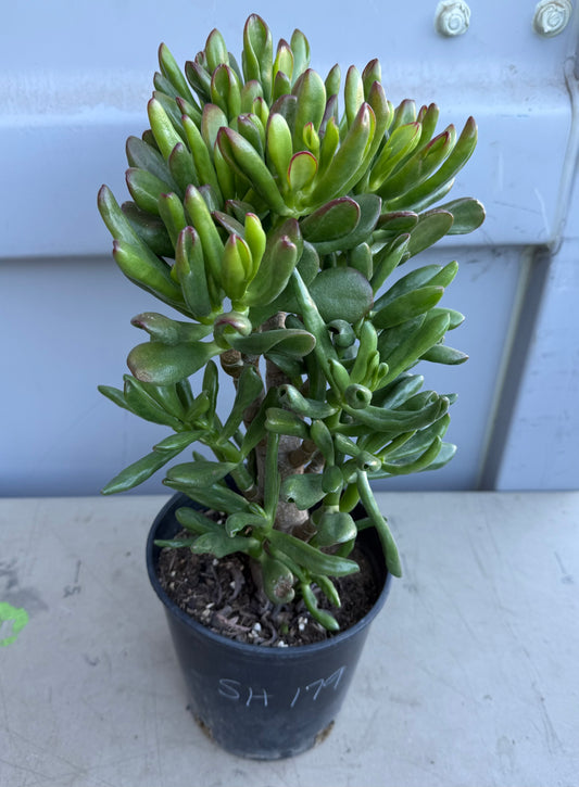 Shrek Ears Jade SH179 | Crassula Ovata
