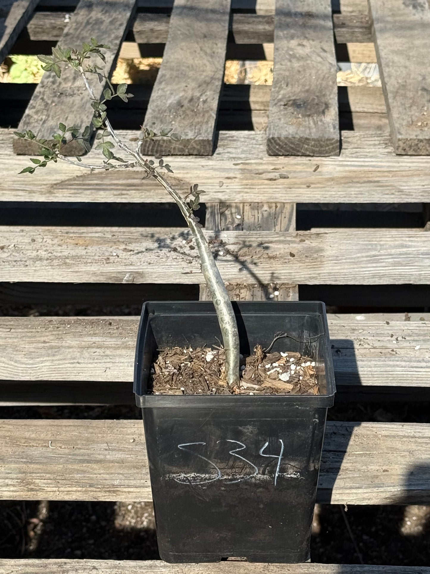 4in. Bursera fagaroides S34