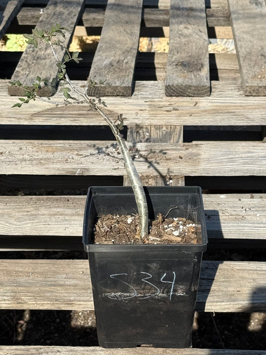 4in. Bursera fagaroides S34
