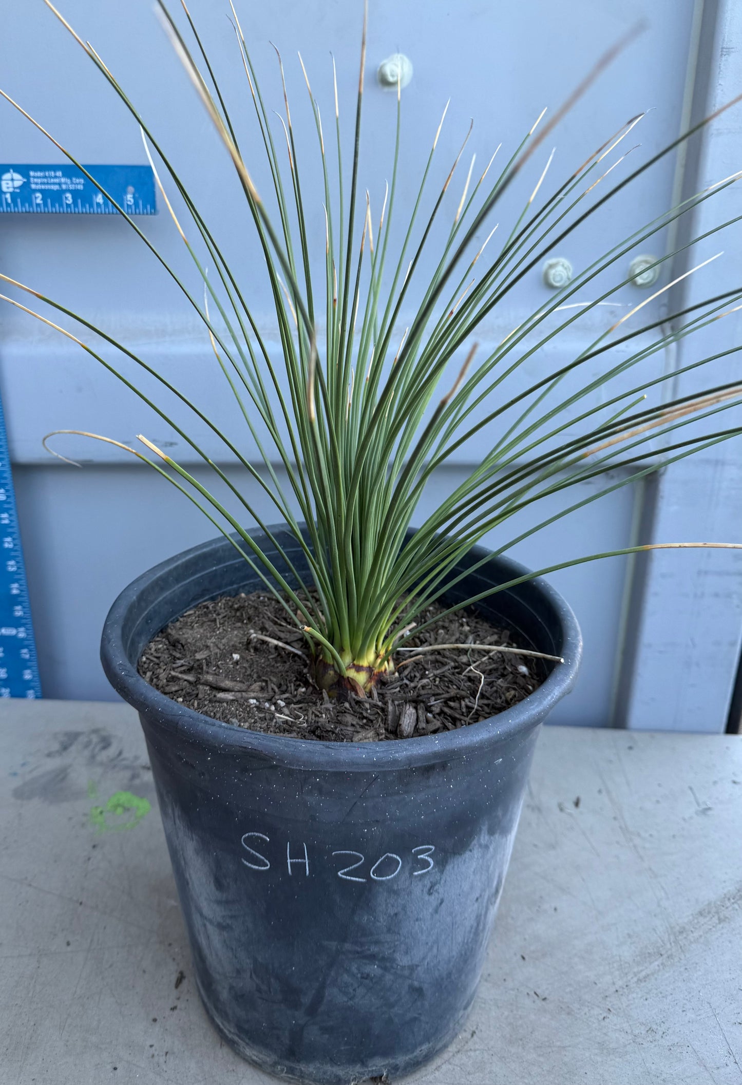 5gal Mexican Grass SH203 | Dasylirion longissimum