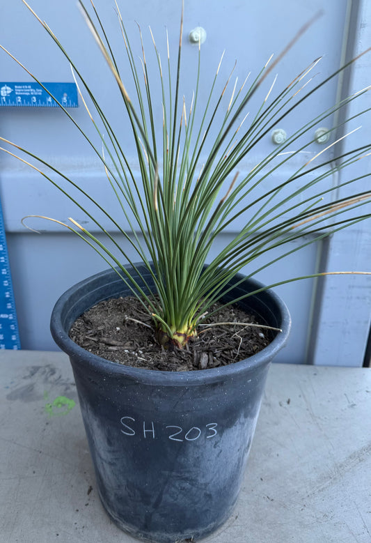 5gal Mexican Grass SH203 | Dasylirion longissimum