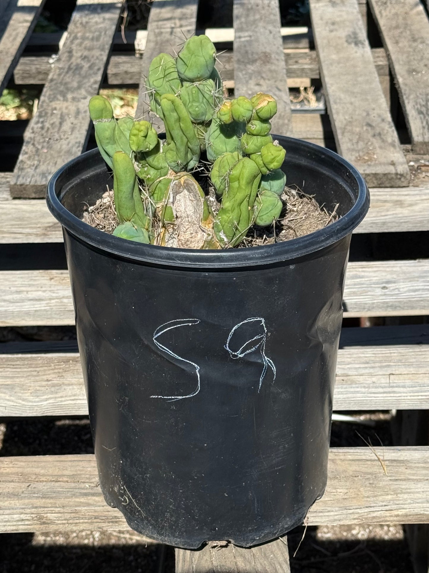 Monstrose Cactus S9