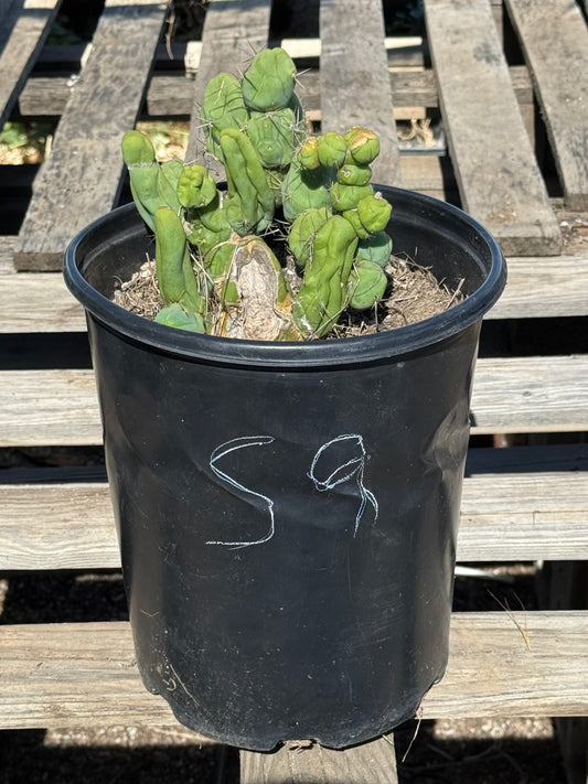 Monstrose Cactus S9