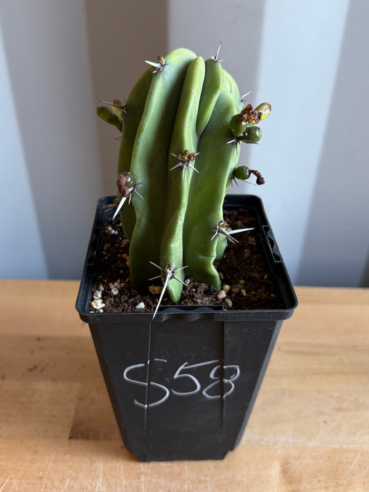4-inch Myrtillocactus geometrizans S58