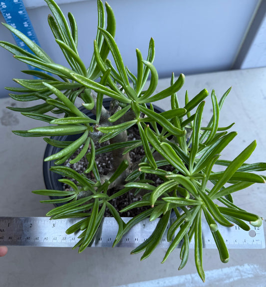 5gal Tylecodon dinteri SH186