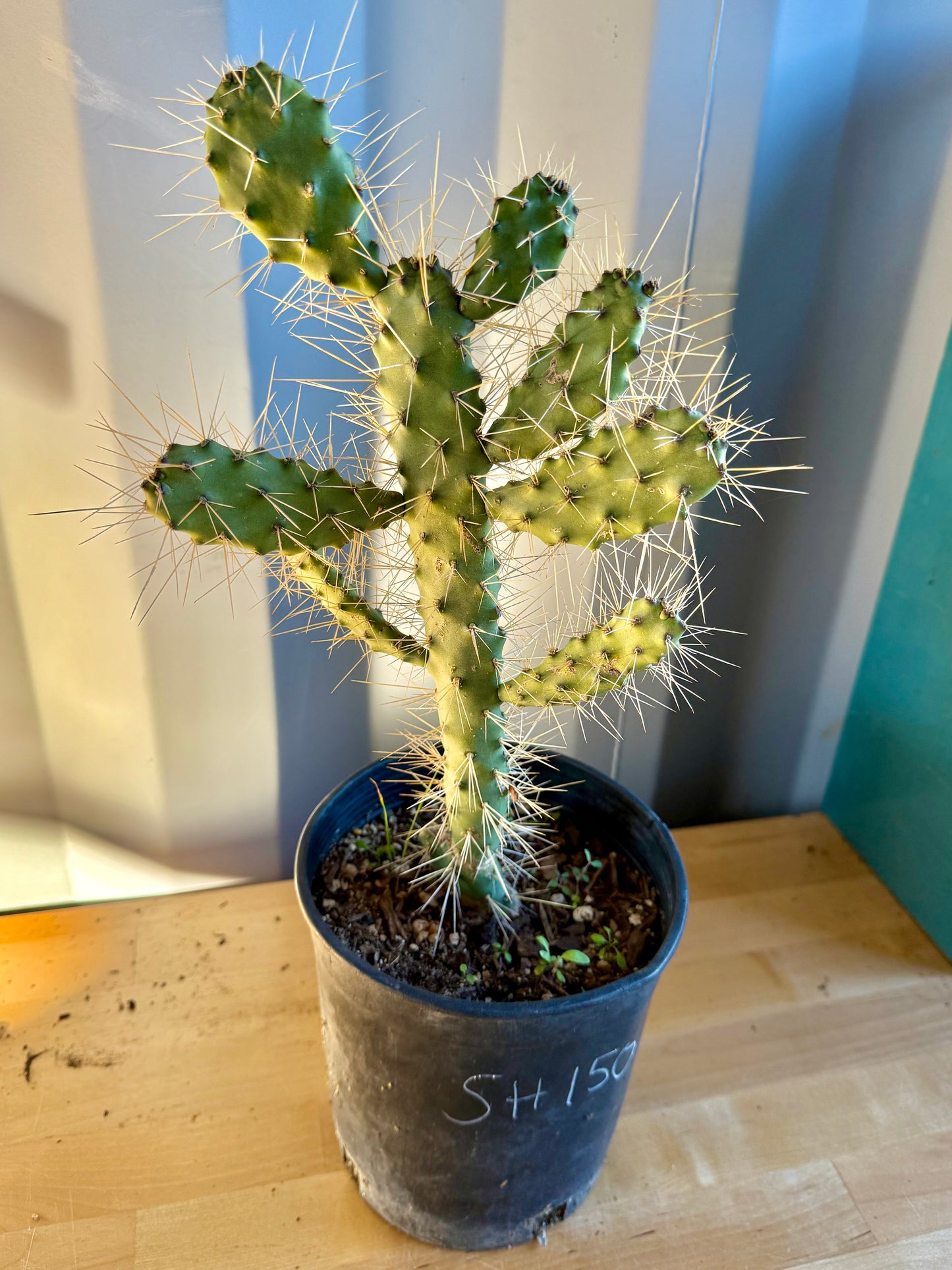Cholla Cactus SH150 | Cylindropuntia cholla