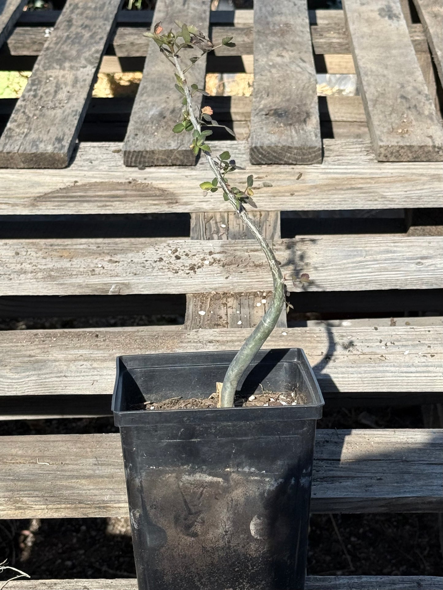 4in. Bursera fagaroides S35
