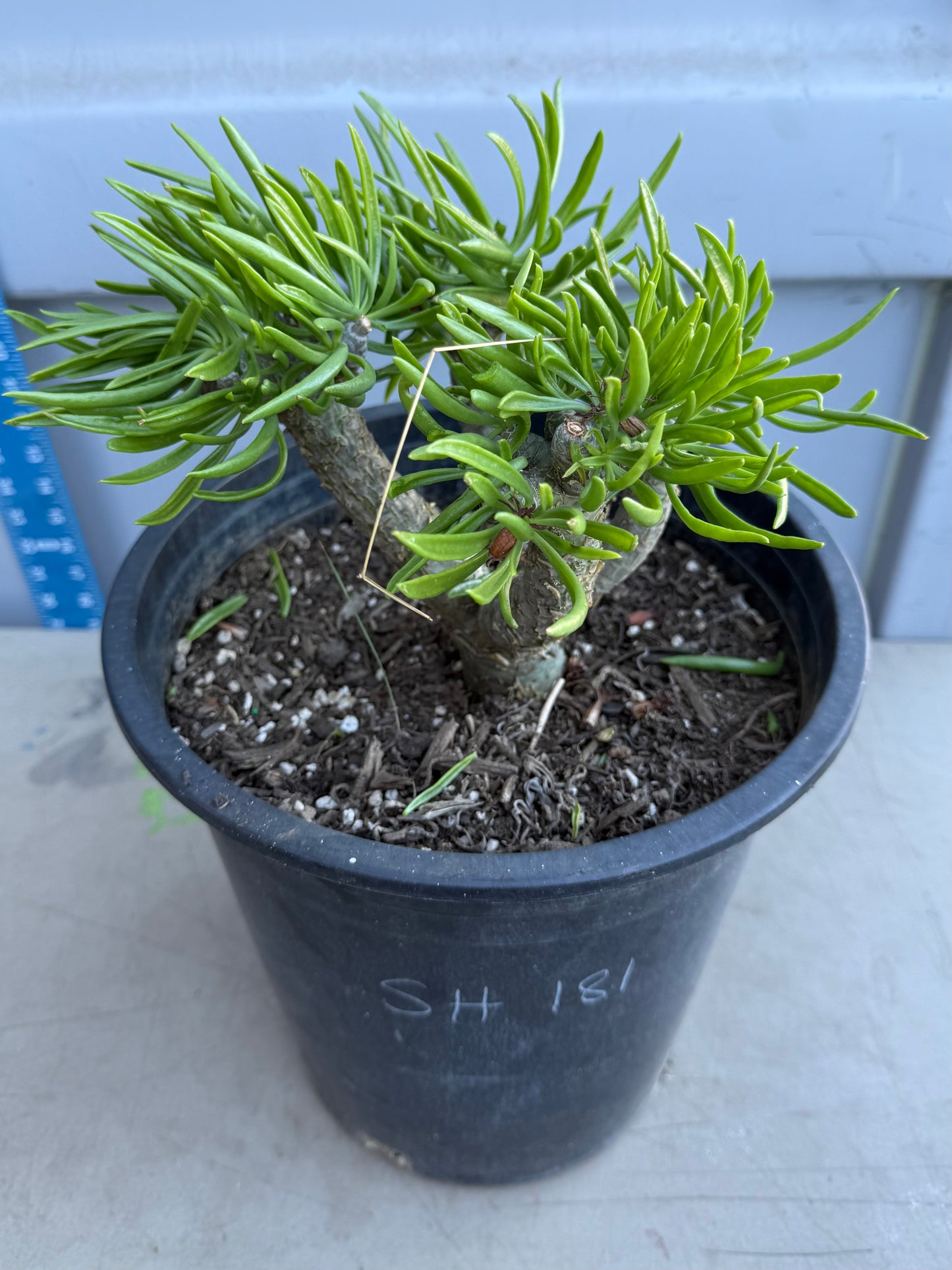 5gal Tylecodon dinteri SH181