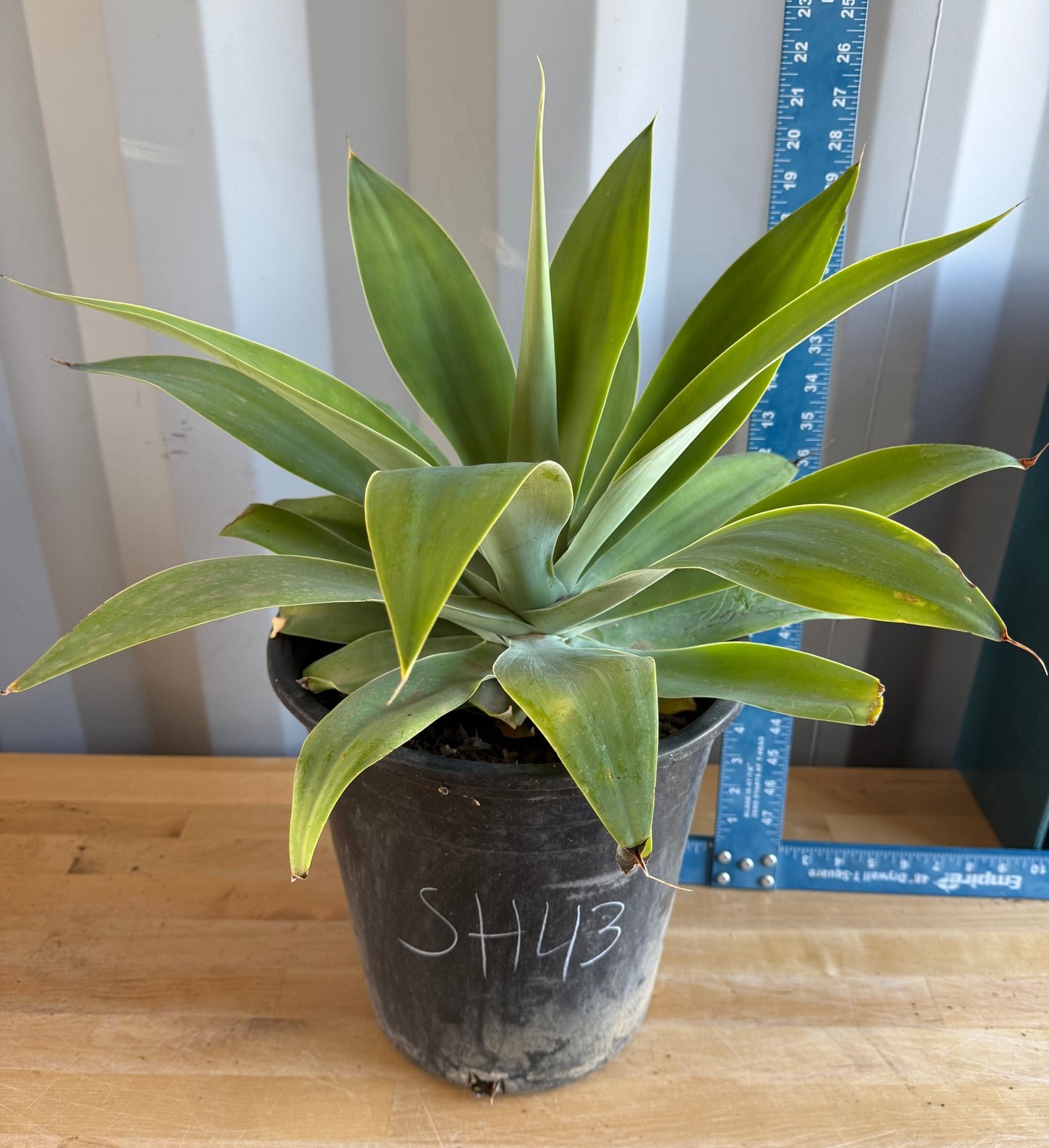 Foxtail Agave SH43 | Agave attenuata