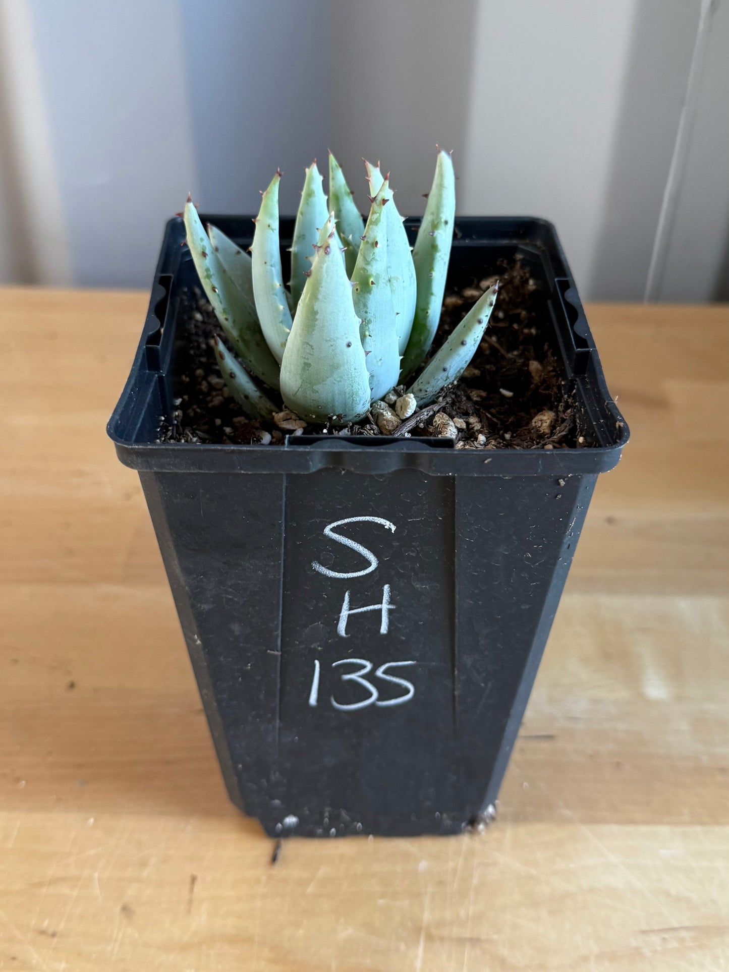 Fez Aloe SH135 | Aloe peglerae