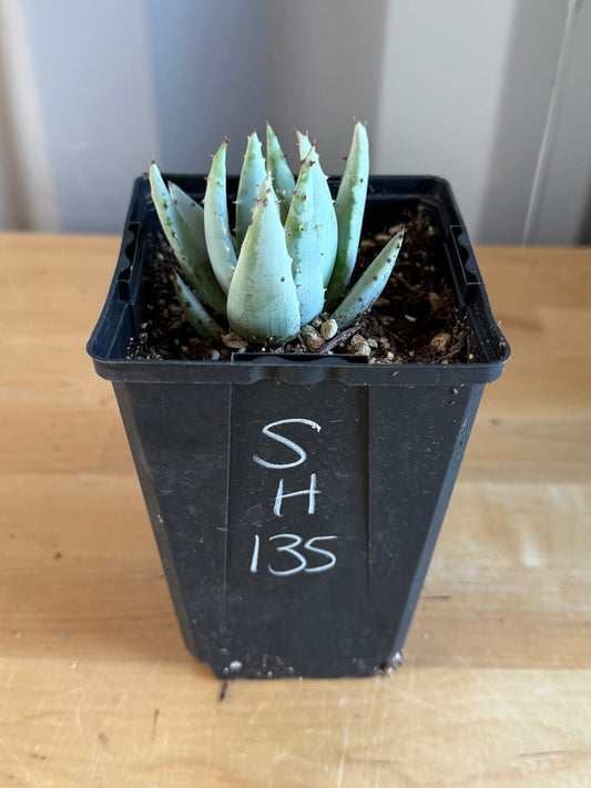 Fez Aloe SH135 | Aloe peglerae