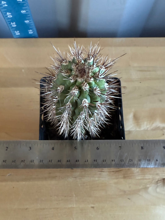 Cleistocactus fieldianus SH20