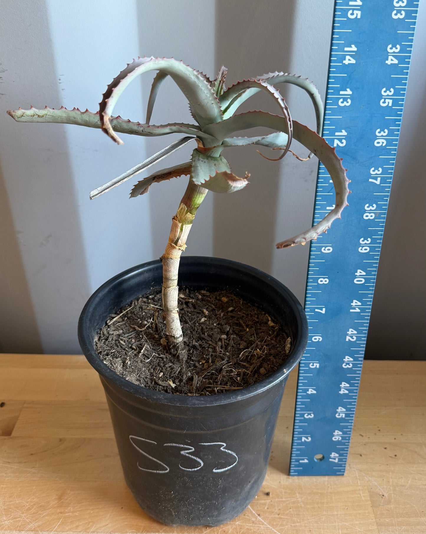 1gal Aloe acutissima S33