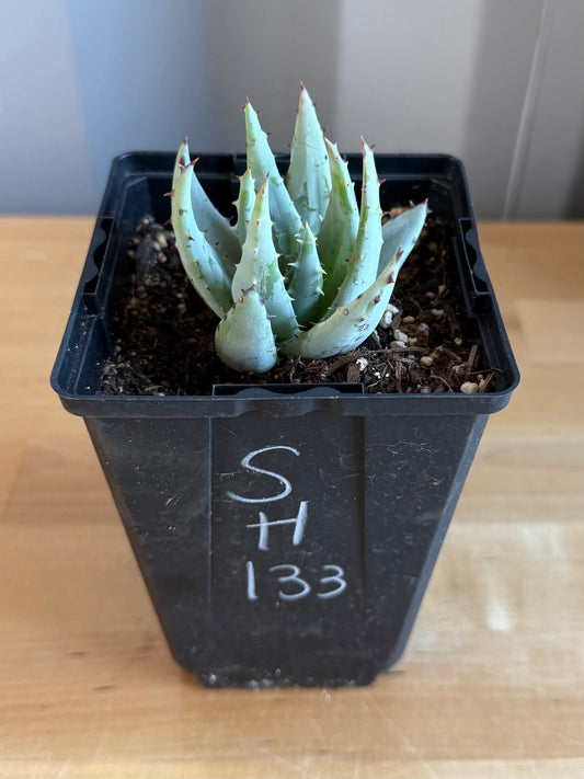 Fez Aloe SH133 | Aloe peglerae