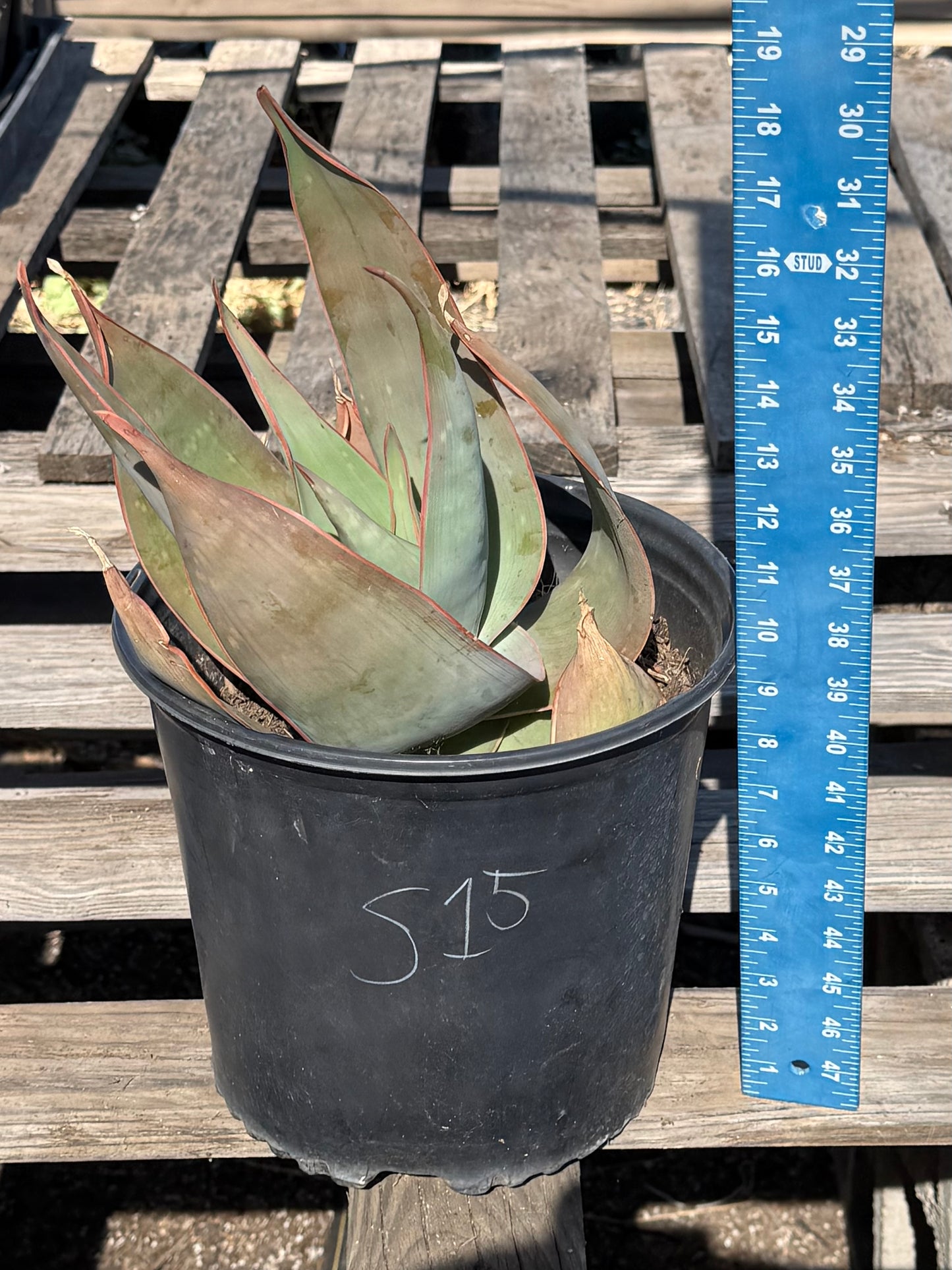 Coral Aloe S15 | Aloe striata